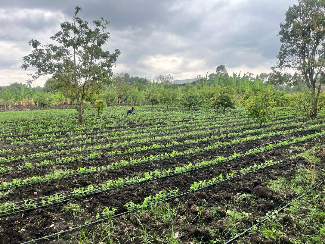 Melkam Farms landscape