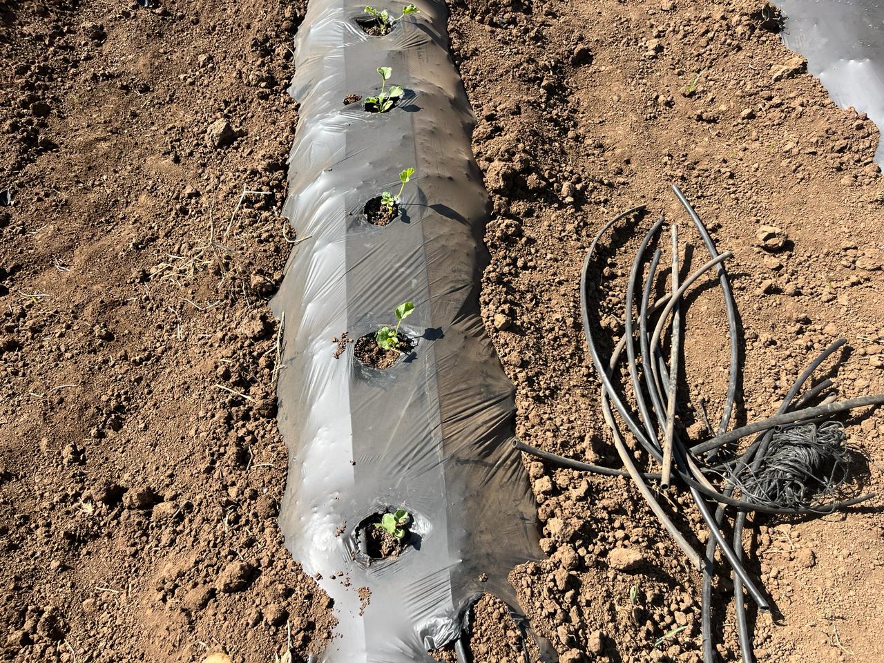 Melkam Farms contact