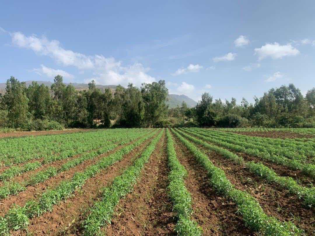 Melkam Farms landscape