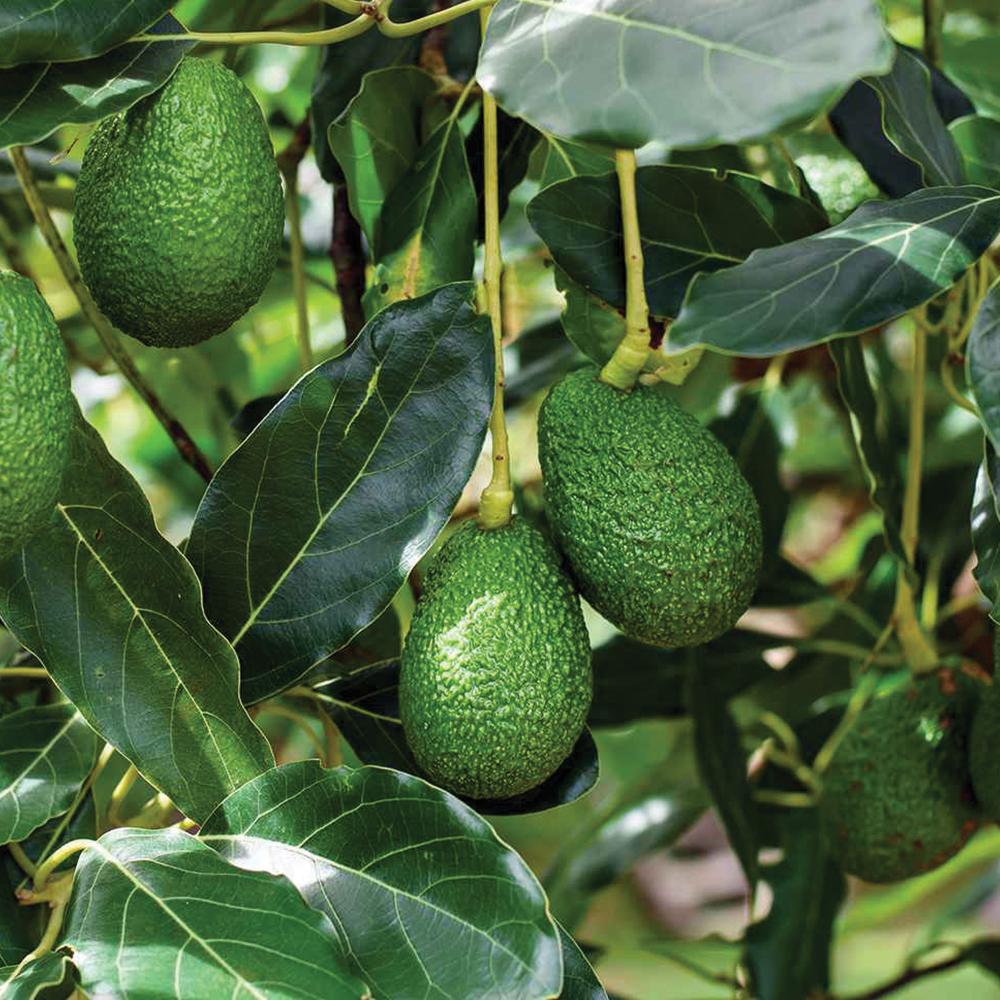 Avocados