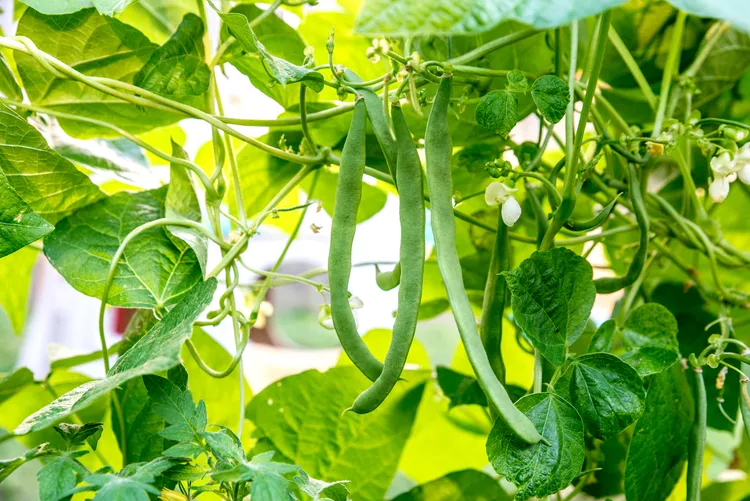 Fine Green Beans