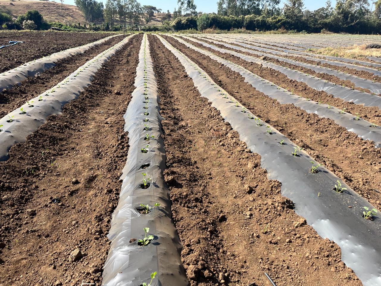 Melkam Farms products