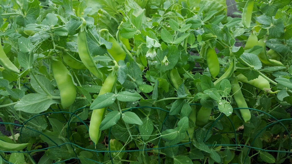 Snow Peas