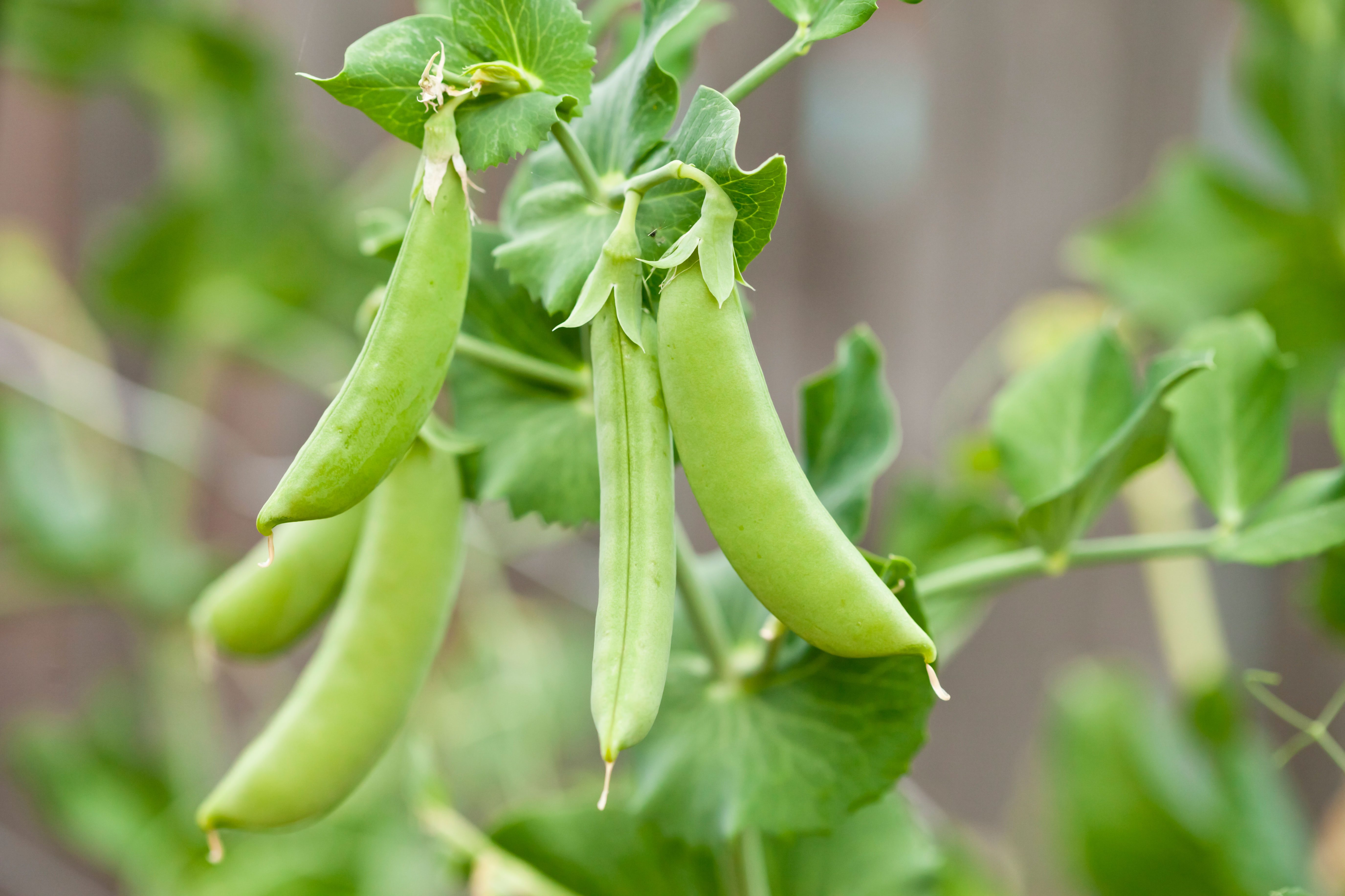 Sugar Snaps